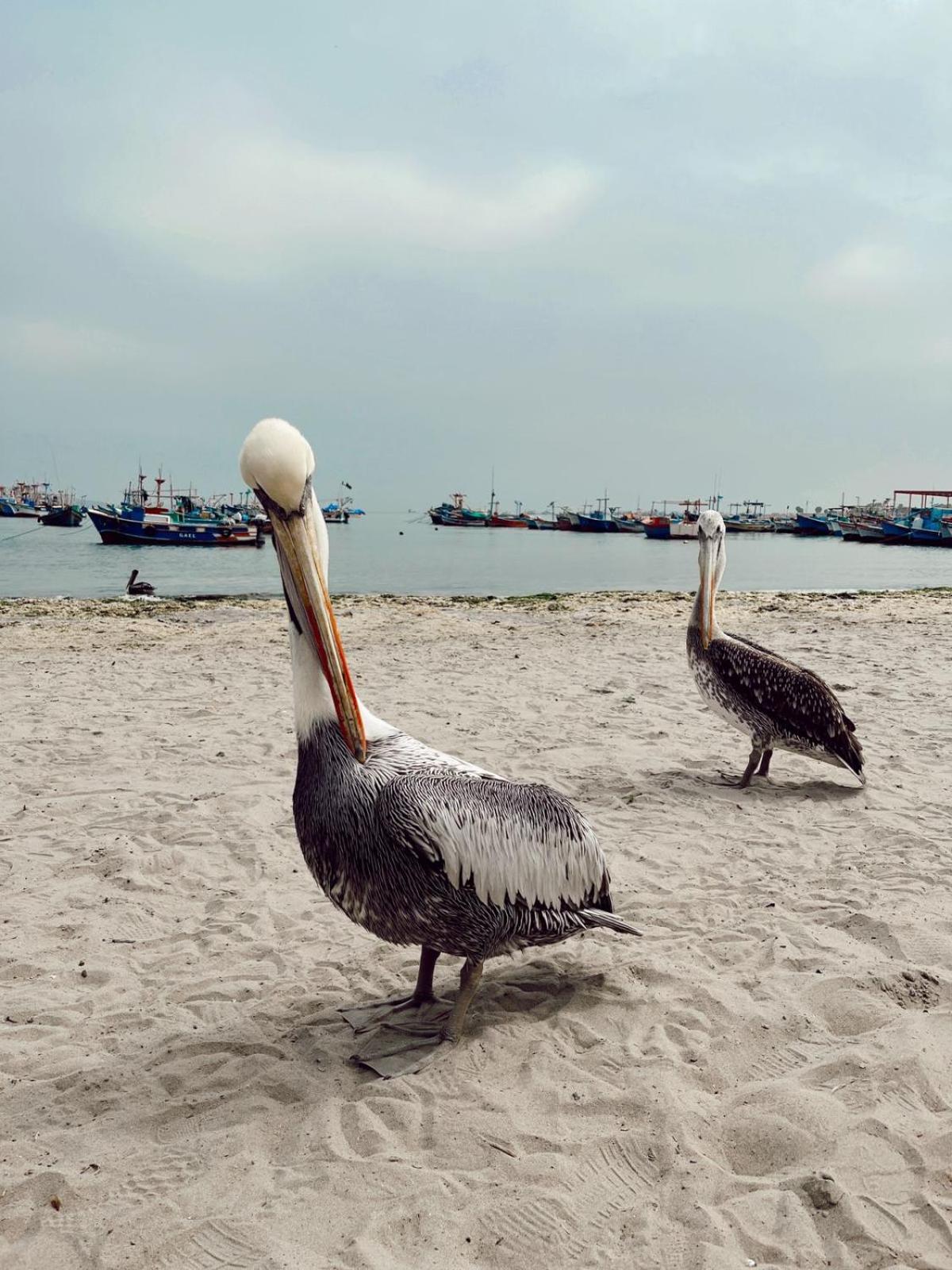 Makai - Nayarak Паракас Экстерьер фото